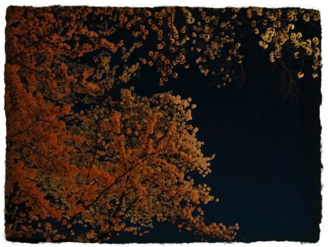 e0132881_20201619.jpg