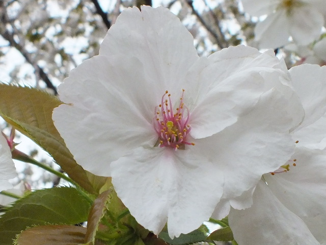 e0145782_20102177.jpg