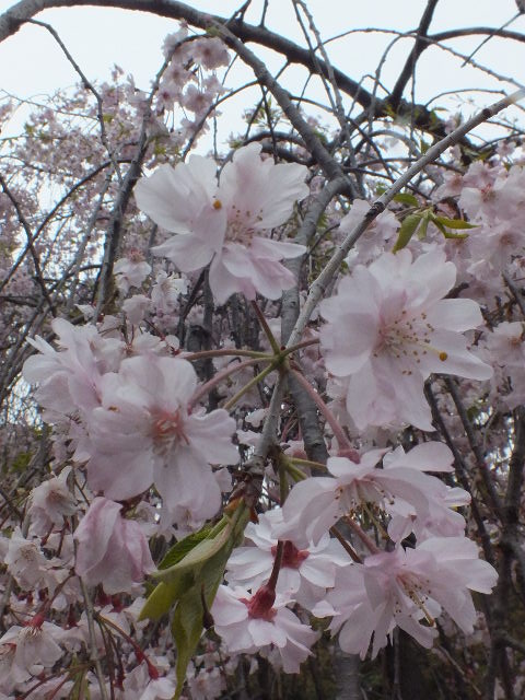 e0145782_2012238.jpg