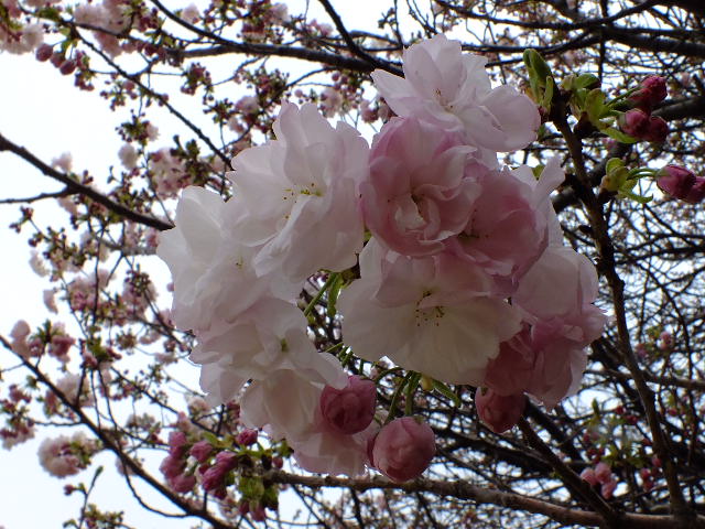 e0145782_20144051.jpg