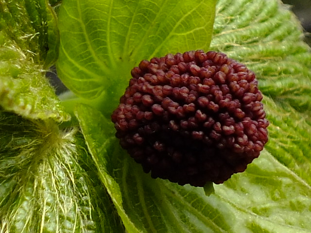 e0145782_2016183.jpg