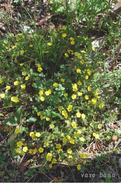 e0025300_11581849.jpg