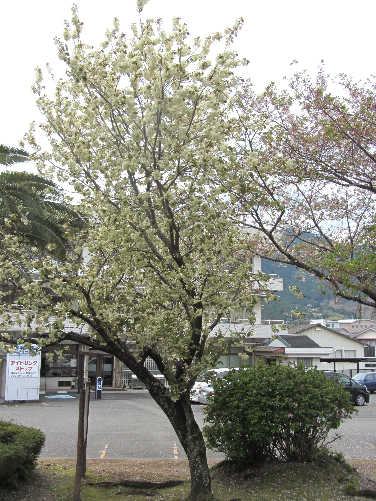 d0154609_13341718.jpg