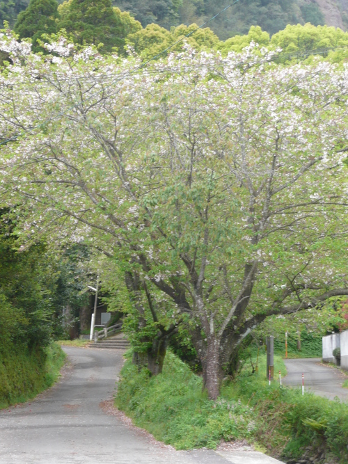f0204110_1242157.jpg