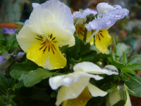 f0054421_7415960.jpg