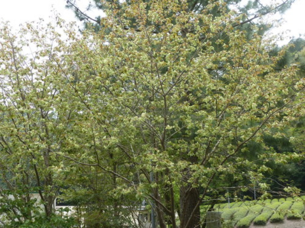 e0033229_213479.jpg