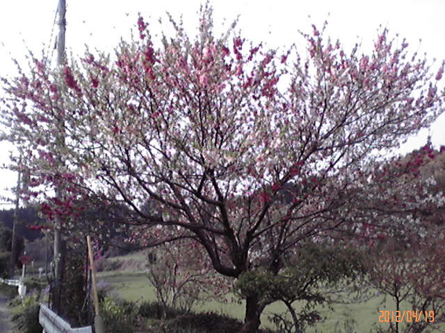 b0222530_7133182.jpg