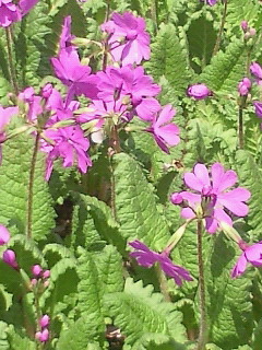 e0085133_1315248.jpg