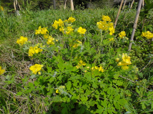 c0179351_11505762.jpg