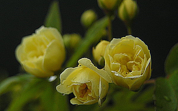 b0089062_21545330.jpg