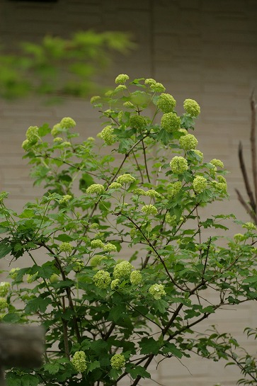 c0186463_233216.jpg