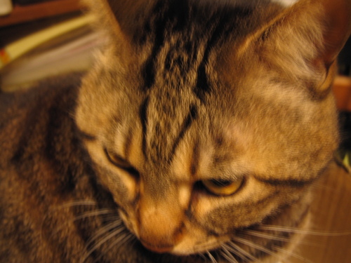 e0031572_20513591.jpg