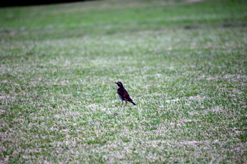 f0054677_8592288.jpg