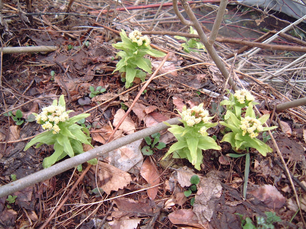 c0237780_20342274.jpg