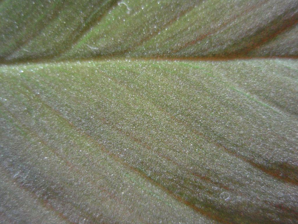 a0194582_1953590.jpg