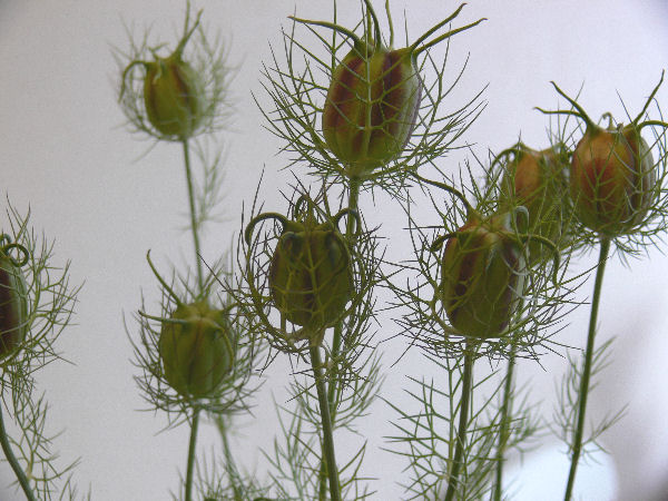 e0140986_1334245.jpg