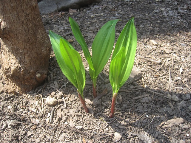 f0202703_232289.jpg