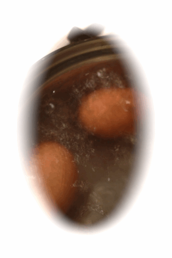 e0157816_1458337.gif
