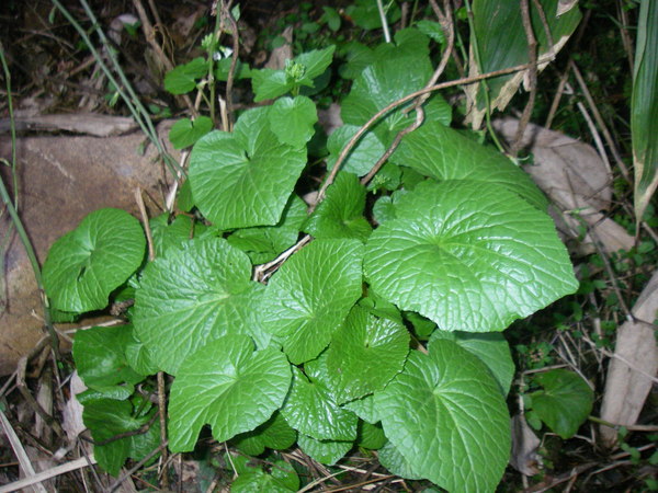 a0218118_9343618.jpg