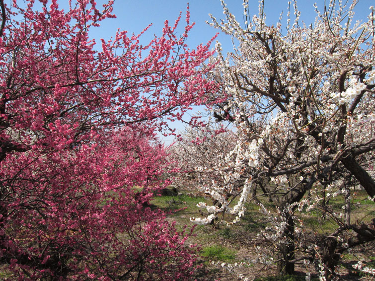 b0042837_54543.jpg