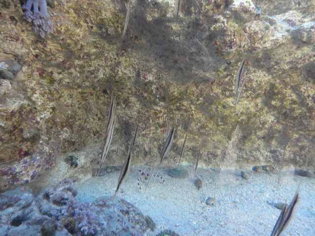 f0208737_864273.jpg