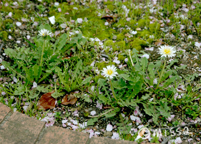 d0044143_19555334.jpg