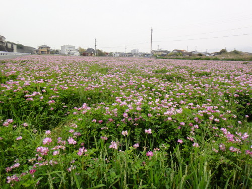c0179351_1052157.jpg