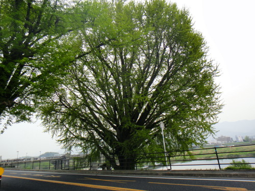 c0179351_9512040.jpg