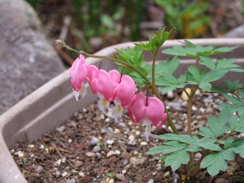 e0088260_1128681.jpg
