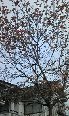 e0143667_14105667.jpg