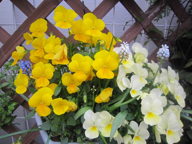 c0202870_7332156.jpg