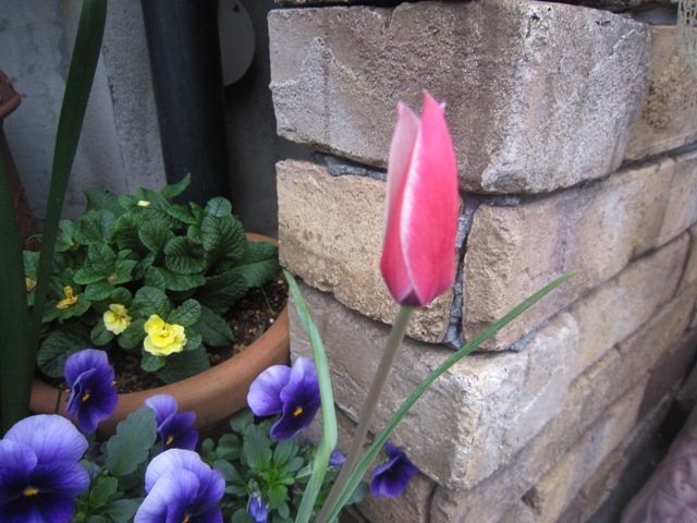 c0202870_739533.jpg