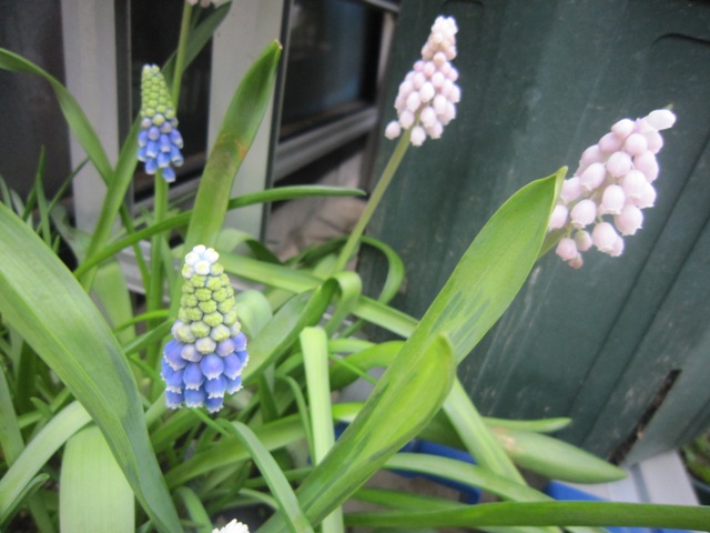 c0202870_7404524.jpg