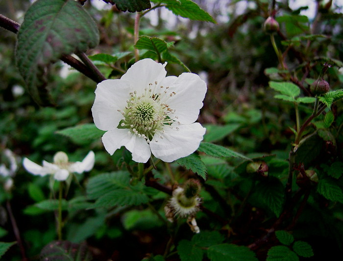 d0225575_8583040.jpg