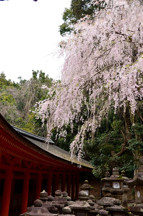 f0108478_940269.jpg