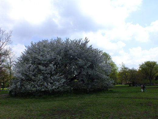 e0145782_18293182.jpg