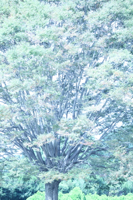 e0254298_0444243.jpg