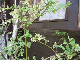c0152002_16474112.jpg
