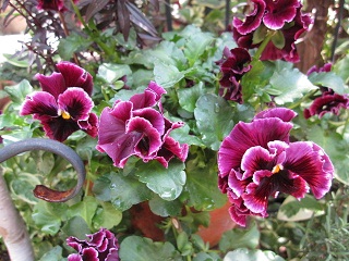 c0152002_16484997.jpg