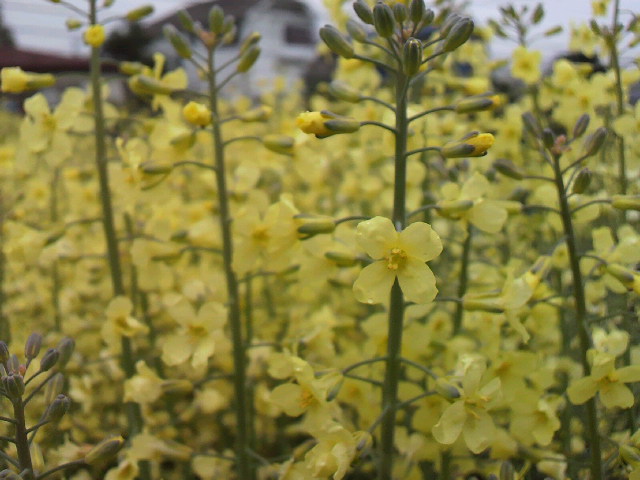 f0127408_209931.jpg
