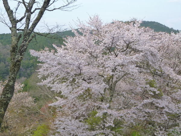 e0233614_754265.jpg