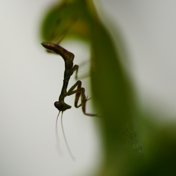 b0042527_8544715.jpg