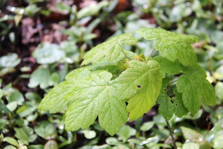 c0153740_2156995.jpg