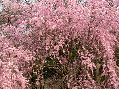c0235678_16443319.jpg