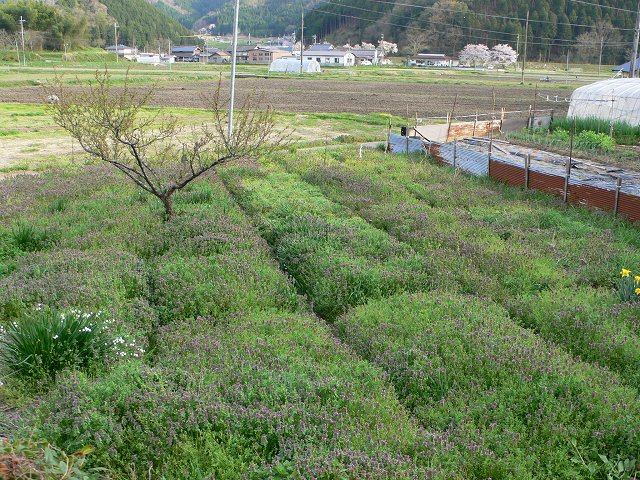 b0042882_0594069.jpg