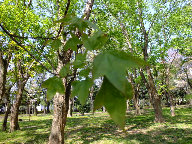 e0145782_1949594.jpg