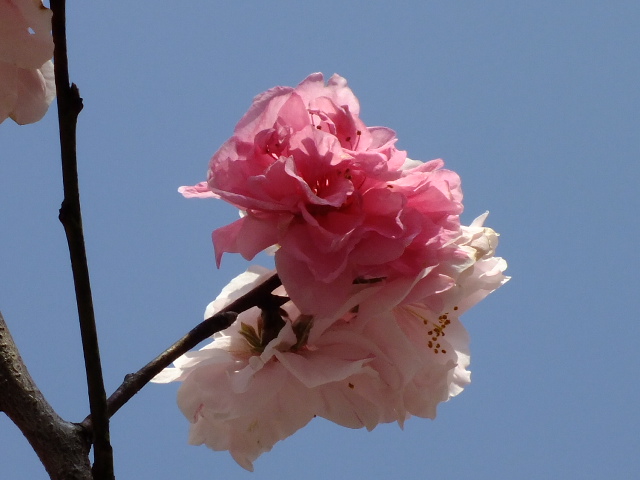 e0145782_209092.jpg