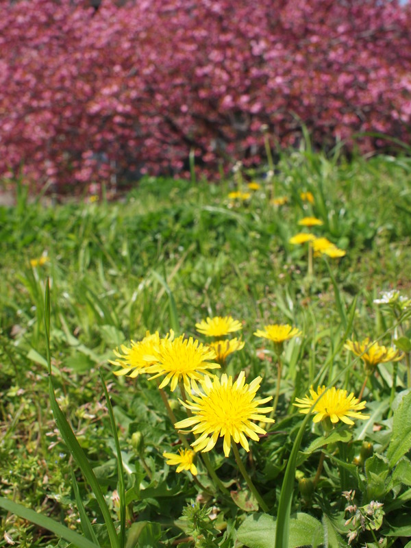 e0111793_1723919.jpg