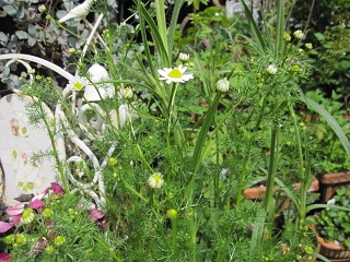 c0152002_1820295.jpg