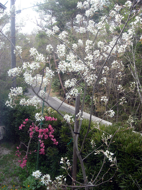 e0083820_1452989.jpg